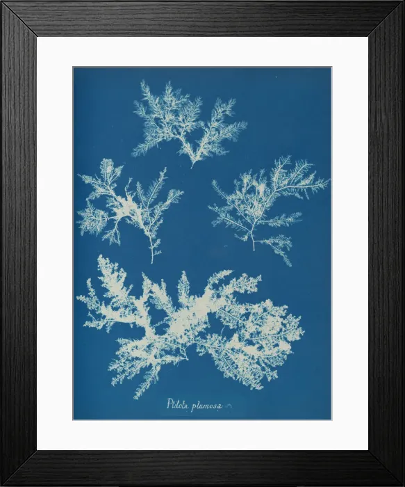Framed Print : Ptilota plumosa, ca. 1853. Creator: Anna Atkins Framed Print : Ptilota plumosa, ca. 1853. Creator: Anna Atkins