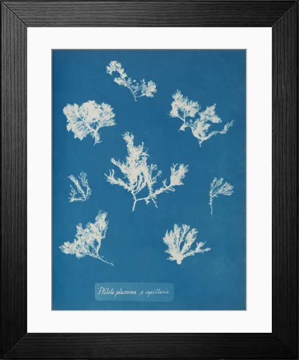 Framed Print : Ptilota plumosa. B capillaris, ca. 1853. Creator: Anna Atkins Framed Print : Ptilota plumosa. B capillaris, ca. 1853. Creator: Anna Atkins