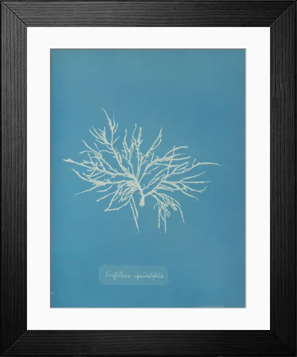 Framed Print : Griffithsia equisetifolia, ca. 1853. Creator: Anna Atkins Framed Print : Griffithsia equisetifolia, ca. 1853. Creator: Anna Atkins