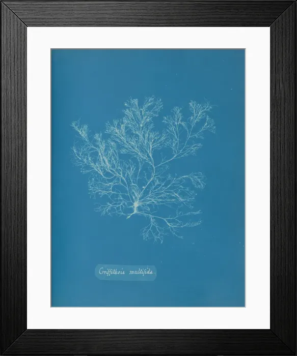 Framed Print : Griffithsia multifida, ca. 1853. Creator: Anna Atkins Framed Print : Griffithsia multifida, ca. 1853. Creator: Anna Atkins
