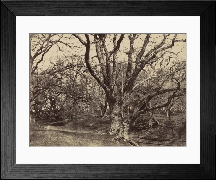 Framed Print : Pepperharrow Park, Surrey, 1852-54. Creator: Benjamin Brecknell Turner Framed Print : Pepperharrow Park, Surrey, 1852-54. Creator: Benjamin Brecknell Turner
