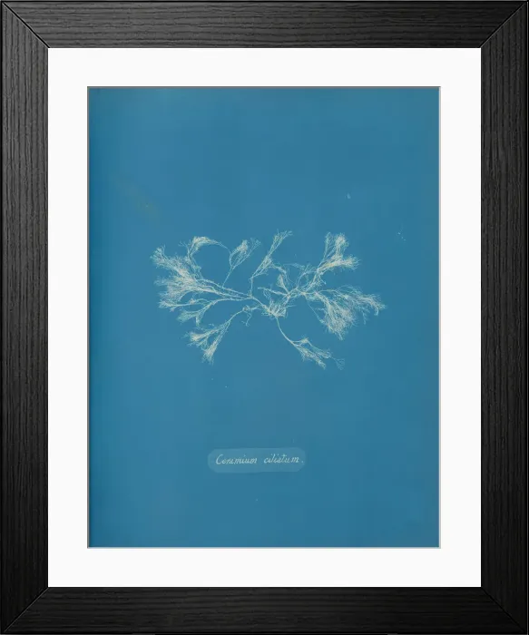 Framed Print : Ceramium ciliatum, ca. 1853. Creator: Anna Atkins Framed Print : Ceramium ciliatum, ca. 1853. Creator: Anna Atkins