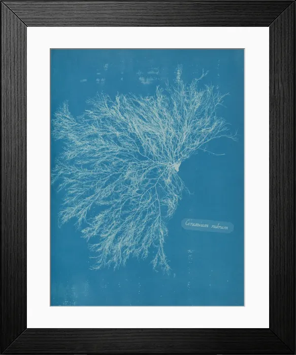 Framed Print : Ceramium rubrum, ca. 1853. Creator: Anna Atkins Framed Print : Ceramium rubrum, ca. 1853. Creator: Anna Atkins