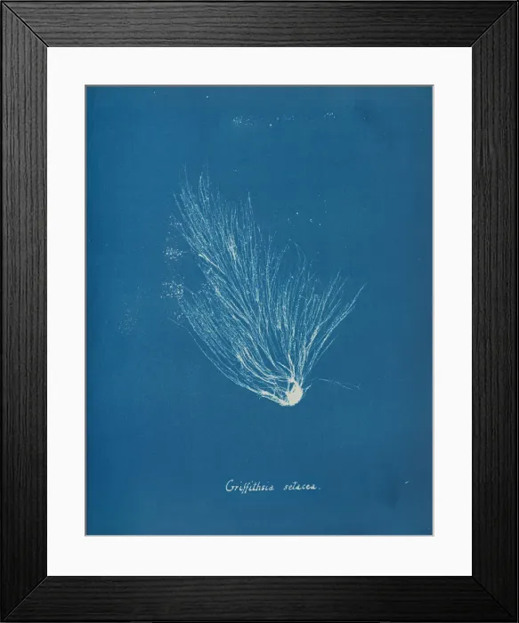 Framed Print : Griffithsia setacea, ca. 1853. Creator: Anna Atkins Framed Print : Griffithsia setacea, ca. 1853. Creator: Anna Atkins
