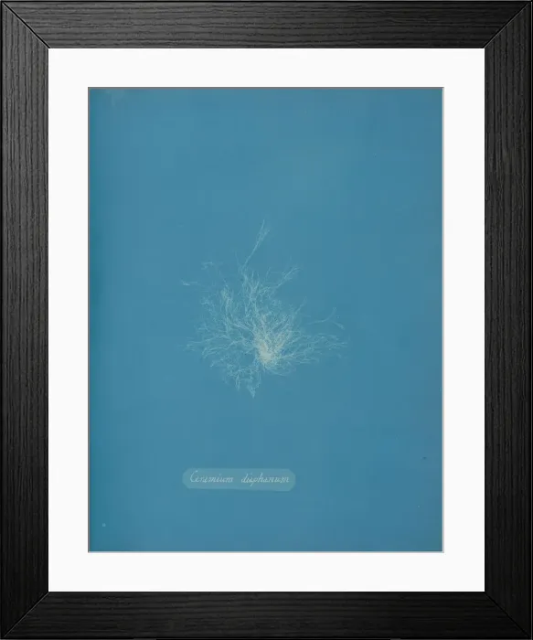 Framed Print : Ceramium diaphanum, ca. 1853. Creator: Anna Atkins Framed Print : Ceramium diaphanum, ca. 1853. Creator: Anna Atkins