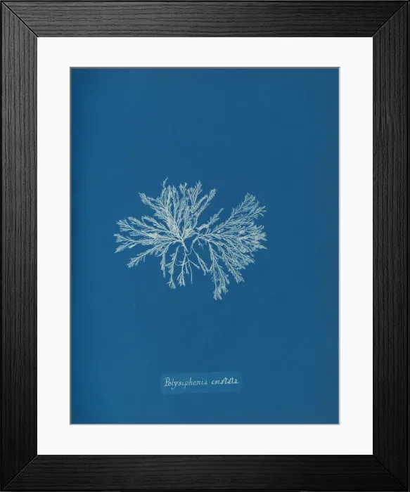 Framed Print : Polysiphonia cristata, ca. 1853. Creator: Anna Atkins Framed Print : Polysiphonia cristata, ca. 1853. Creator: Anna Atkins