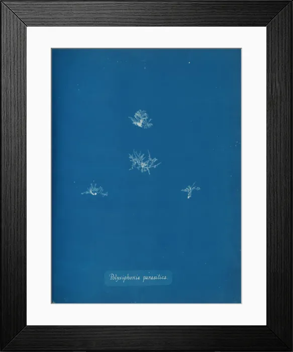 Framed Print : Polysiphonia parasitica, ca. 1853. Creator: Anna Atkins Framed Print : Polysiphonia parasitica, ca. 1853. Creator: Anna Atkins
