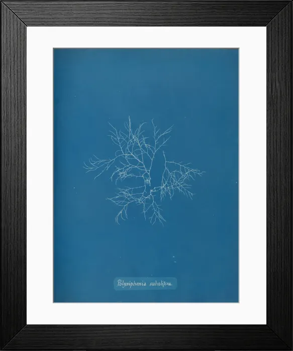 Framed Print : Polysiphonia subulifera, ca. 1853. Creator: Anna Atkins Framed Print : Polysiphonia subulifera, ca. 1853. Creator: Anna Atkins