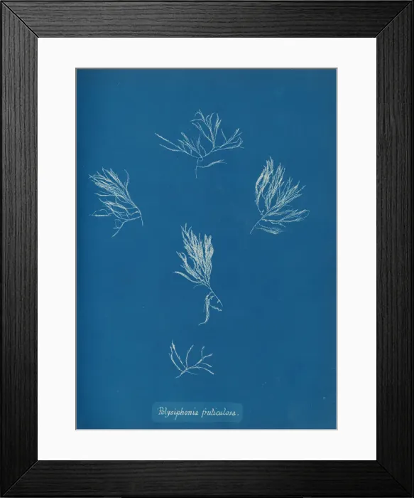 Framed Print : Polysiphonia fruticulosa, ca. 1853. Creator: Anna Atkins Framed Print : Polysiphonia fruticulosa, ca. 1853. Creator: Anna Atkins