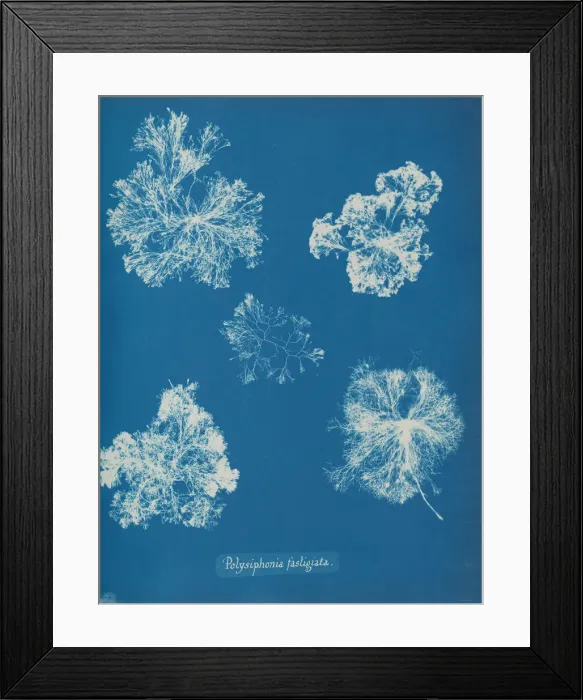 Framed Print : Polysiphonia fastigiata, ca. 1853. Creator: Anna Atkins Framed Print : Polysiphonia fastigiata, ca. 1853. Creator: Anna Atkins
