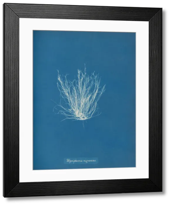 Framed Print : Polysiphonia nigrescens, ca. 1853. Creator: Anna Atkins Framed Print : Polysiphonia nigrescens, ca. 1853. Creator: Anna Atkins