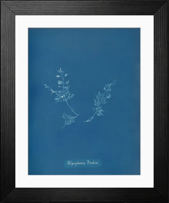 Framed Print : Polysiphonia Brodiaei, ca. 1853. Creator: Anna Atkins Framed Print : Polysiphonia Brodiaei, ca. 1853. Creator: Anna Atkins