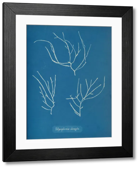 Framed Print : Polysiphonia elongata, ca. 1853. Creator: Anna Atkins Framed Print : Polysiphonia elongata, ca. 1853. Creator: Anna Atkins
