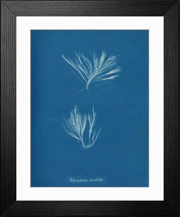 Framed Print : Polysiphonia urceolata, ca. 1853. Creator: Anna Atkins Framed Print : Polysiphonia urceolata, ca. 1853. Creator: Anna Atkins