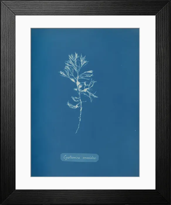 Framed Print : Cystoseira ericoides, ca. 1853. Creator: Anna Atkins Framed Print : Cystoseira ericoides, ca. 1853. Creator: Anna Atkins
