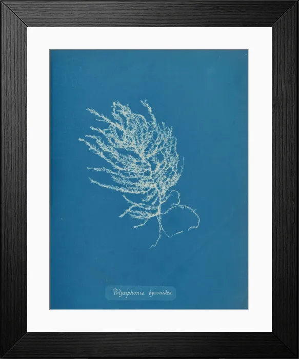 Framed Print : Polysiphonia byssoides, ca. 1853. Creator: Anna Atkins Framed Print : Polysiphonia byssoides, ca. 1853. Creator: Anna Atkins
