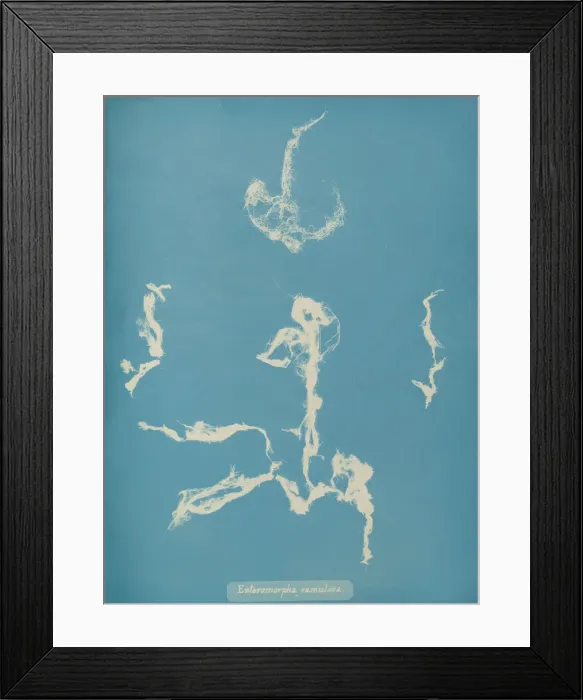 Framed Print : Enteromorpha ramulosa, ca. 1853. Creator: Anna Atkins Framed Print : Enteromorpha ramulosa, ca. 1853. Creator: Anna Atkins