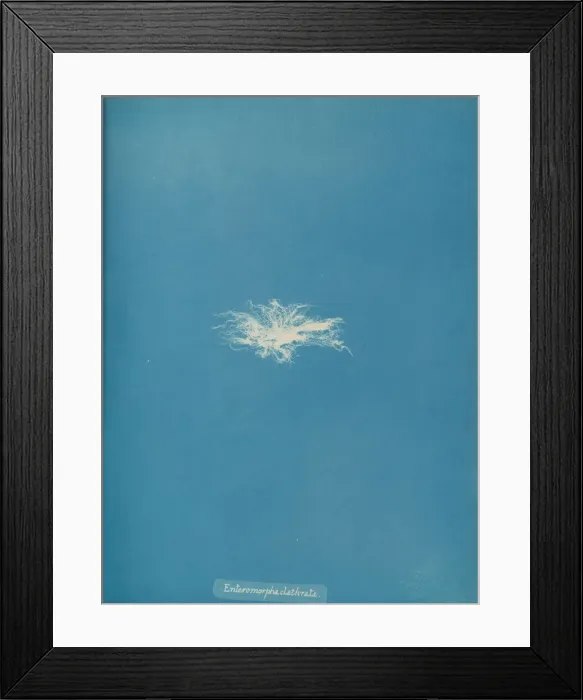 Framed Print : Enteromorpha clathrata, ca. 1853. Creator: Anna Atkins Framed Print : Enteromorpha clathrata, ca. 1853. Creator: Anna Atkins