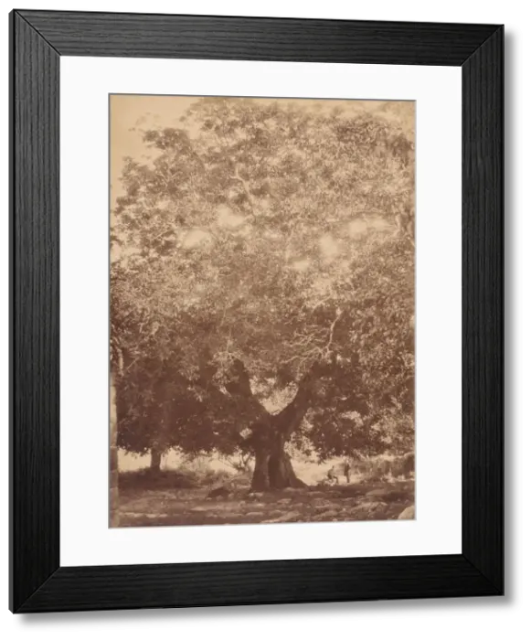 Framed Print : The Walnut Tree of Emperor Charles V, Yuste, 1858. Creator: Charles Clifford Framed Print : The Walnut Tree of Emperor Charles V, Yuste, 1858. Creator: Charles Clifford