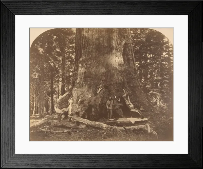 Framed Print : Section of Grisly Giant, Mariposa Grove, 1861. Creator: Carleton Emmons Watkins Framed Print : Section of Grisly Giant, Mariposa Grove, 1861. Creator: Carleton Emmons Watkins