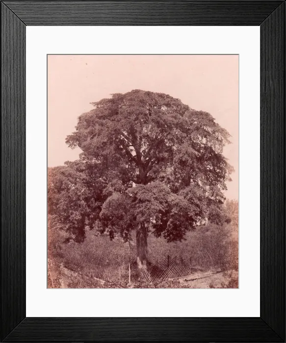 Framed Print : etude d arbre, 1850-53. Creator: Edward King Tenison Framed Print : etude d arbre, 1850-53. Creator: Edward King Tenison