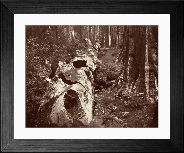 Framed Print : The Father of the Forest, 112 feet circumference, Calaveras Grove, 1865-66, printed ca