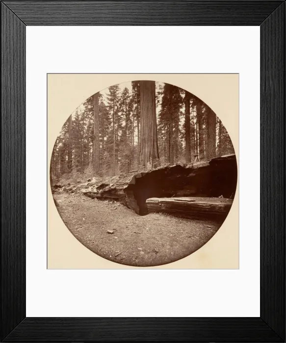 Framed Print : Mammoth Three Grove Hotel Calaveras Co Cal. ca. 1878. Creator: Carleton Emmons Watkins Framed Print : Mammoth Three Grove Hotel Calaveras Co Cal. ca. 1878. Creator: Carleton Emmons Watkins