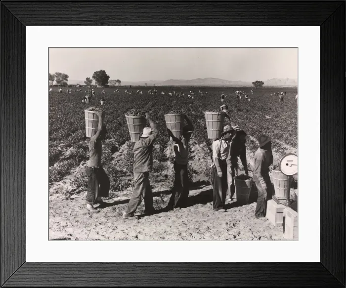 Framed Print : Pea Pickers Line Up on Edge of Field at Weigh Scale, near Calipatria, Im Framed Print : Pea Pickers Line Up on Edge of Field at Weigh Scale, near Calipatria, Im