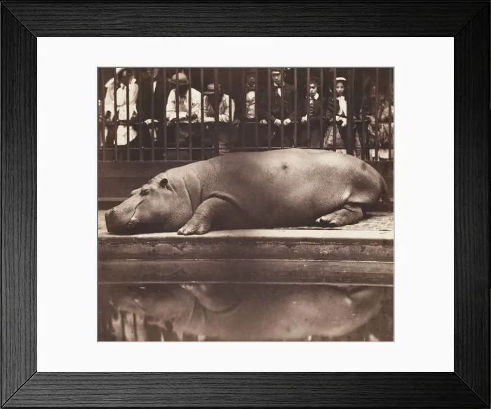 Framed Print : The Hippopotamus at the Zoological Gardens, Regents Park, 1852 Framed Print : The Hippopotamus at the Zoological Gardens, Regents Park, 1852