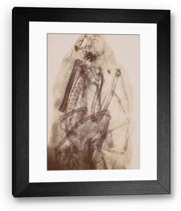 Framed Print : [X-Ray of the Mummy of a Raptor], 1896. Creator: Henri van Heurck