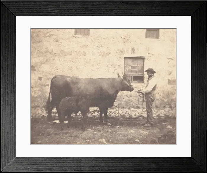 Framed Print : Prize Cow and Calf, ca. 1859. Creator: Horatio Ross Framed Print : Prize Cow and Calf, ca. 1859. Creator: Horatio Ross