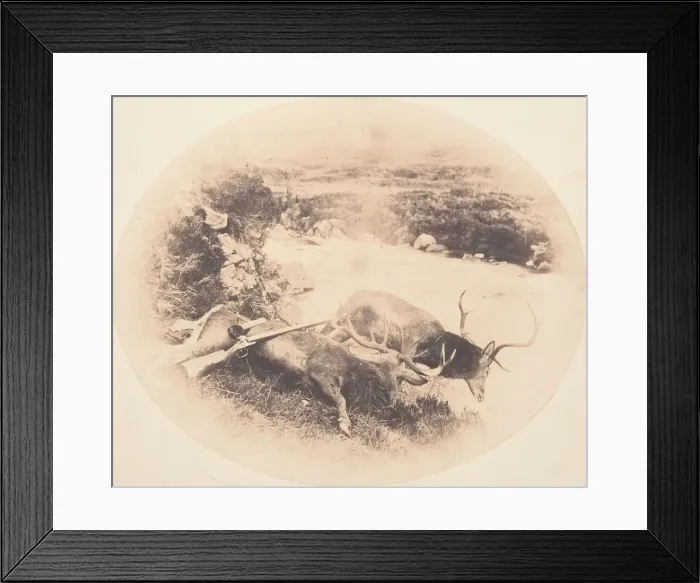 Framed Print : Two Stags, One Shot by Mr. Ross and the Other by Mrs. Ross, ca. 1858 Framed Print : Two Stags, One Shot by Mr. Ross and the Other by Mrs. Ross, ca. 1858
