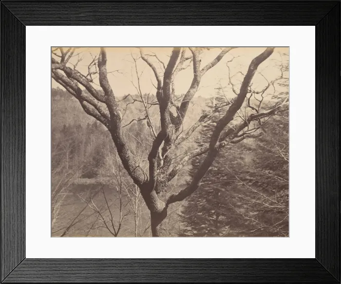 Framed Print : Tree, ca. 1858. Creator: Horatio Ross Framed Print : Tree, ca. 1858. Creator: Horatio Ross
