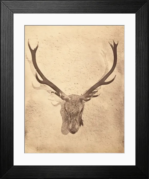 Framed Print : Stag Trophy Head Killed by Ned Ross, ca. 1857. Creator: Horatio Ross Framed Print : Stag Trophy Head Killed by Ned Ross, ca. 1857. Creator: Horatio Ross