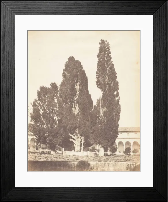 Framed Print : Old Cypress Trees in Carthusian Convent, Rome, 1853-56. Creator Framed Print : Old Cypress Trees in Carthusian Convent, Rome, 1853-56. Creator