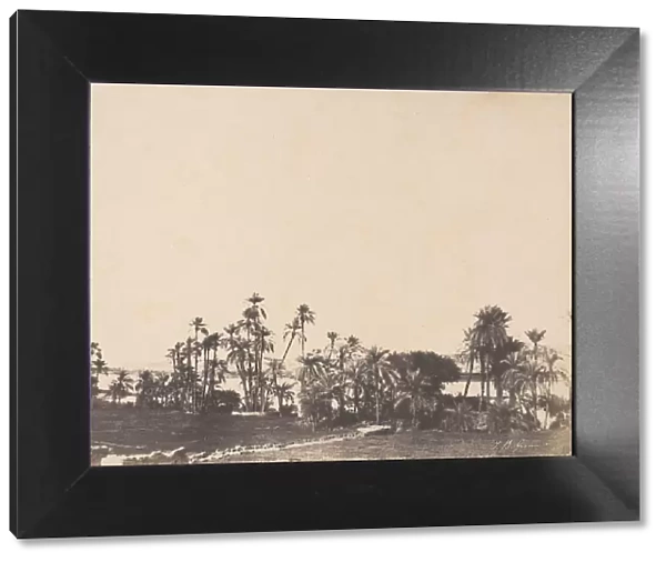 Etude de Palmiers, Bords du Nil, Kalabschi, 1853-54. Creator: John Beasley Greene