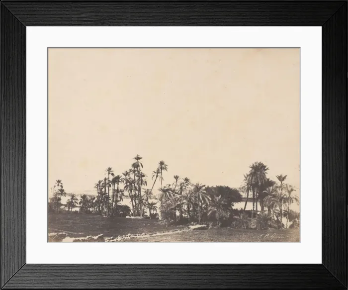 Framed Print : Etude de Palmiers, Bords du Nil, Kalabschi, 1853-54. Creator: John Beasley Greene Framed Print : Etude de Palmiers, Bords du Nil, Kalabschi, 1853-54. Creator: John Beasley Greene