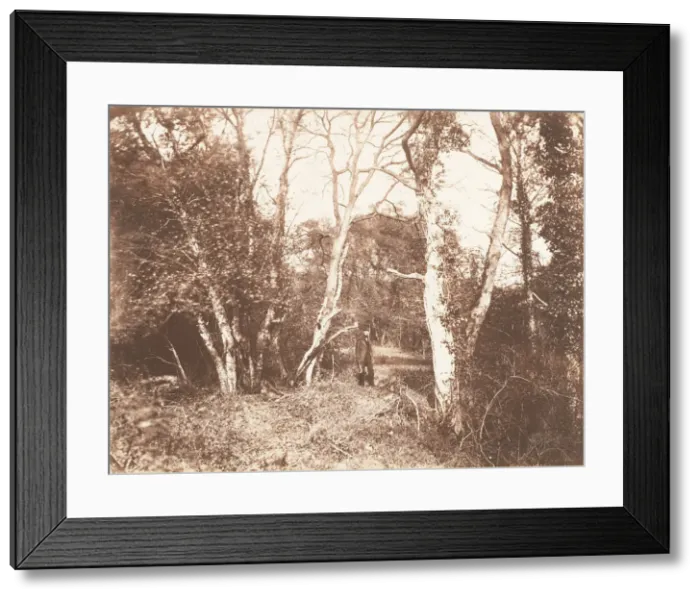 Framed Print : Cureuleo Meadow, 1853-56. Creator: John Dillwyn Llewelyn Framed Print : Cureuleo Meadow, 1853-56. Creator: John Dillwyn Llewelyn