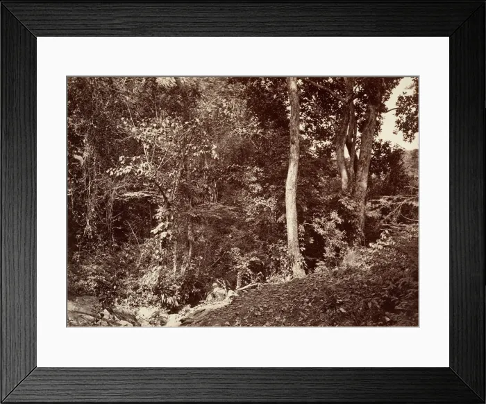 Framed Print : Tropical Scenery, View Near Chipigana, 1871. Creator: John Moran Framed Print : Tropical Scenery, View Near Chipigana, 1871. Creator: John Moran
