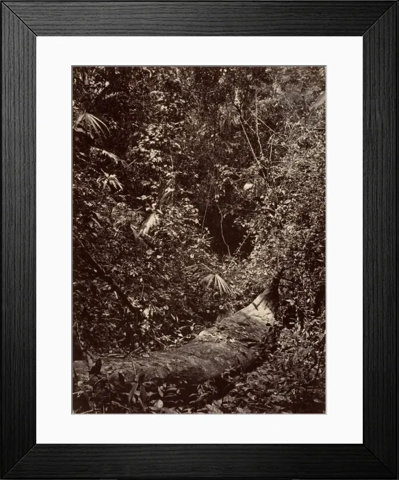 Framed Print : Tropical Scenery, Tropical Forest, 1871. Creator: John Moran Framed Print : Tropical Scenery, Tropical Forest, 1871. Creator: John Moran