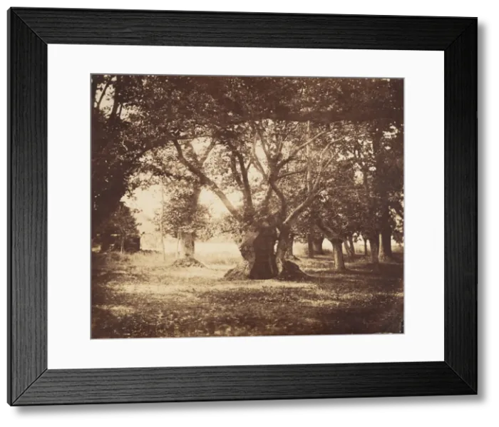 Framed Print : Hollow Oak Tree, Fontainebleau, 1855-57. Creator: Gustave Le Gray Framed Print : Hollow Oak Tree, Fontainebleau, 1855-57. Creator: Gustave Le Gray