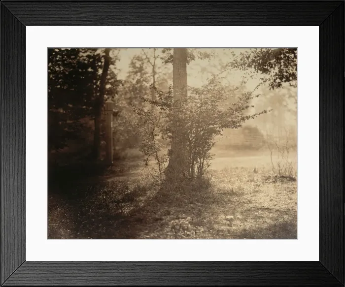 Framed Print : Tree Study, Forest of Fontainebleau, ca. 1856. Creator: Gustave Le Gray Framed Print : Tree Study, Forest of Fontainebleau, ca. 1856. Creator: Gustave Le Gray