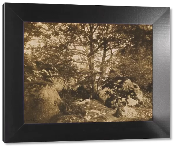 [Oak Tree and Rocks, Forest of Fontainebleau], 1849-52. Creator: Gustave Le Gray