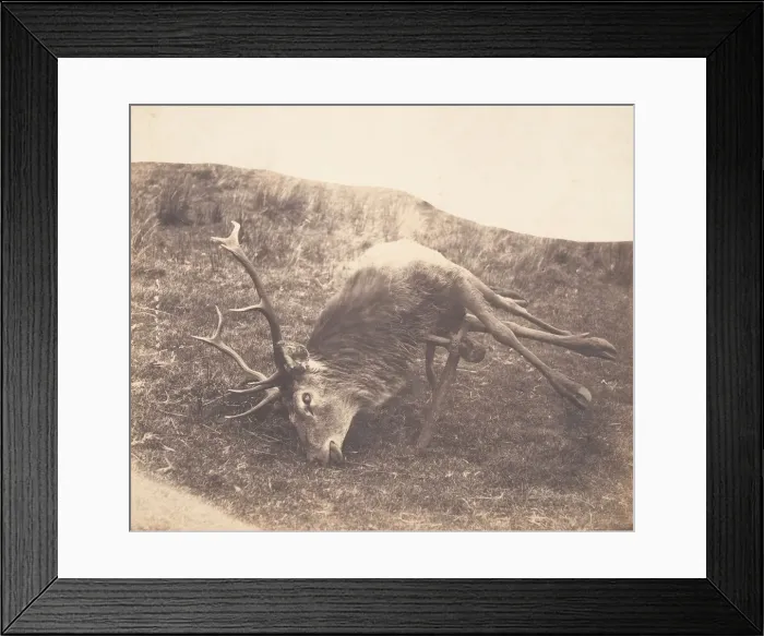 Framed Print : Stag Shot by Mrs. Ross, ca. 1857. Creator: Horatio Ross Framed Print : Stag Shot by Mrs. Ross, ca. 1857. Creator: Horatio Ross