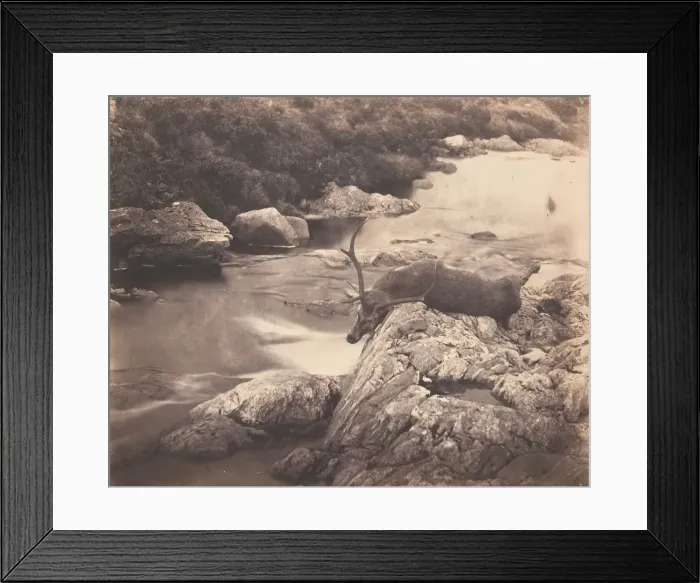 Framed Print : Dead Stag, ca. 1857. Creator: Horatio Ross Framed Print : Dead Stag, ca. 1857. Creator: Horatio Ross
