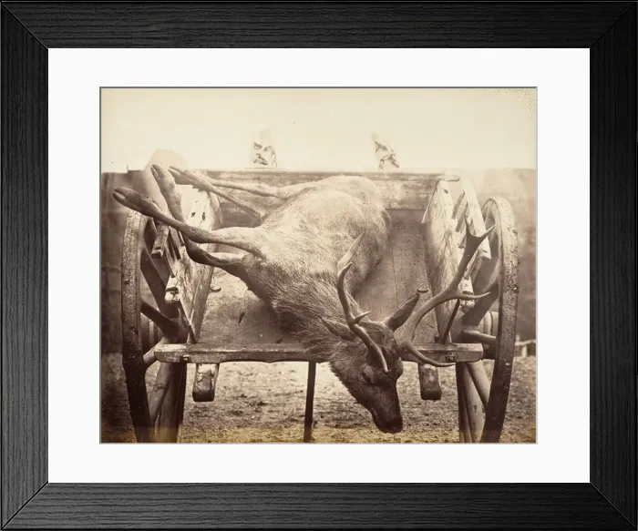 Framed Print : Stag in Cart, ca. 1858. Creator: Horatio Ross Framed Print : Stag in Cart, ca. 1858. Creator: Horatio Ross