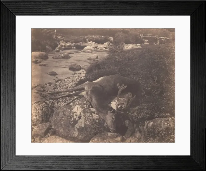 Framed Print : Dead Stag, ca. 1856. Creator: Horatio Ross Framed Print : Dead Stag, ca. 1856. Creator: Horatio Ross