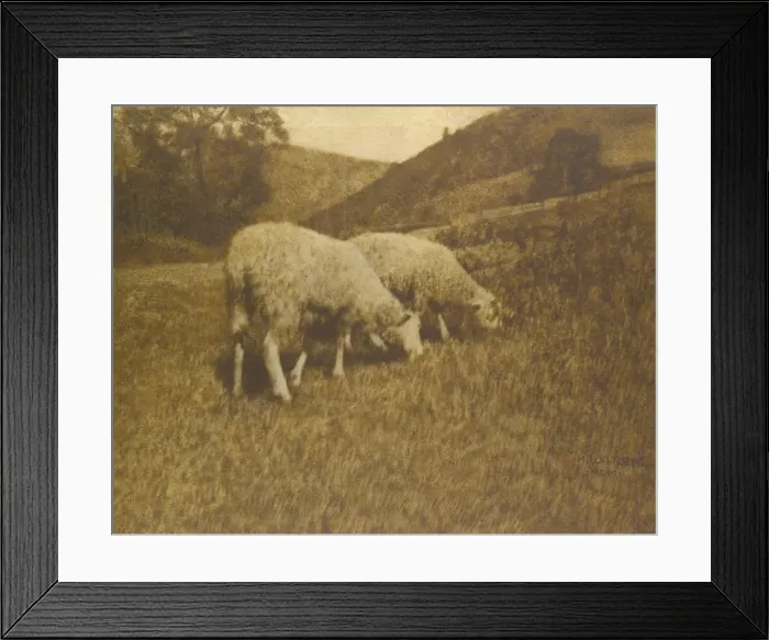 Framed Print : Sheep, 1901. Creator: Professor Hans Watzek Framed Print : Sheep, 1901. Creator: Professor Hans Watzek