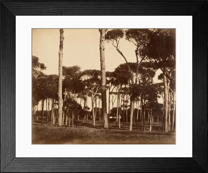 Framed Print : Stone Pines, Villa Pamfili Doria, Rome, 1856. Creator: Jane Martha St. John Framed Print : Stone Pines, Villa Pamfili Doria, Rome, 1856. Creator: Jane Martha St. John