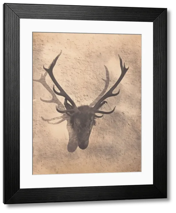 Framed Print : Colins Royal Stag, ca. 1856. Creator: Horatio Ross Framed Print : Colins Royal Stag, ca. 1856. Creator: Horatio Ross
